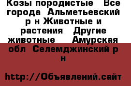 Козы породистые - Все города, Альметьевский р-н Животные и растения » Другие животные   . Амурская обл.,Селемджинский р-н